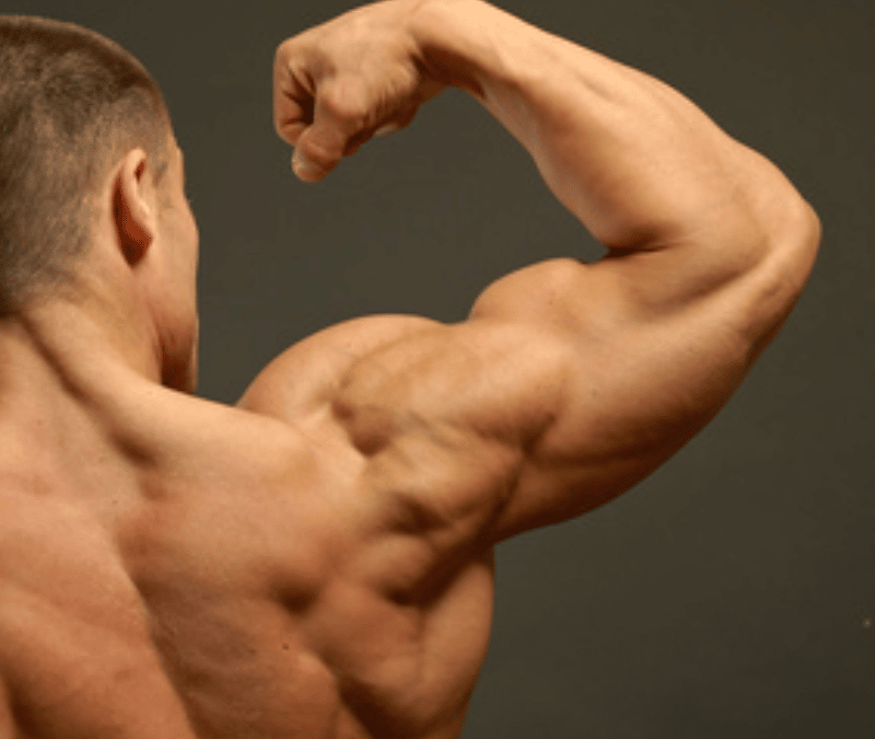 Skulder anatomi – 3 effektive træningsøvelser til skulder – få større og flottere skuldre