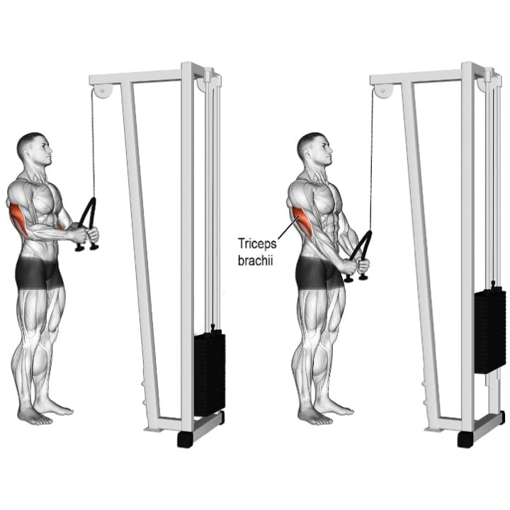 Tricep rope push down lateral head