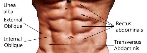 abs section