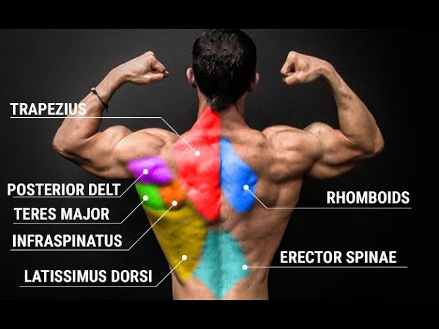 back muscles highlighted