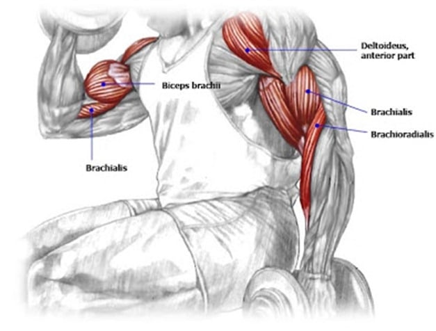 biceps areas