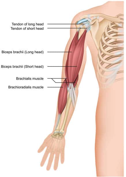 biceps muscle anatomy