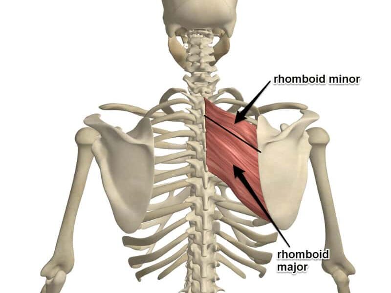 rhomboid muscles edited