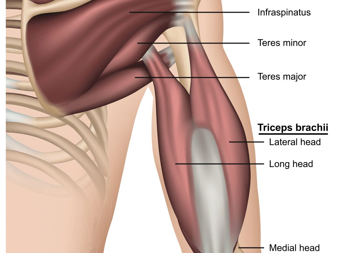 triceps anatomy edited