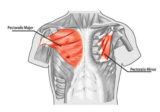Chest muscle Structure min